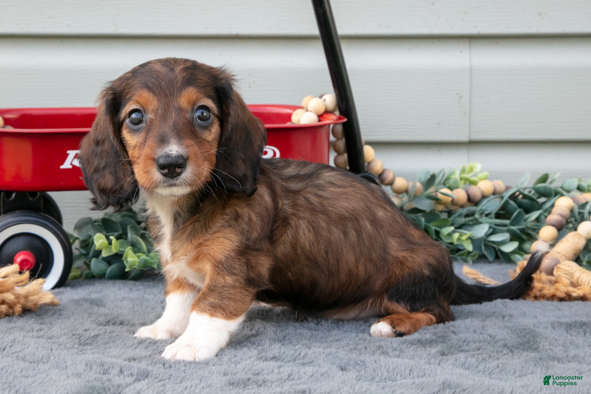 Miniature Dachshund dogs Mina - Ad 2