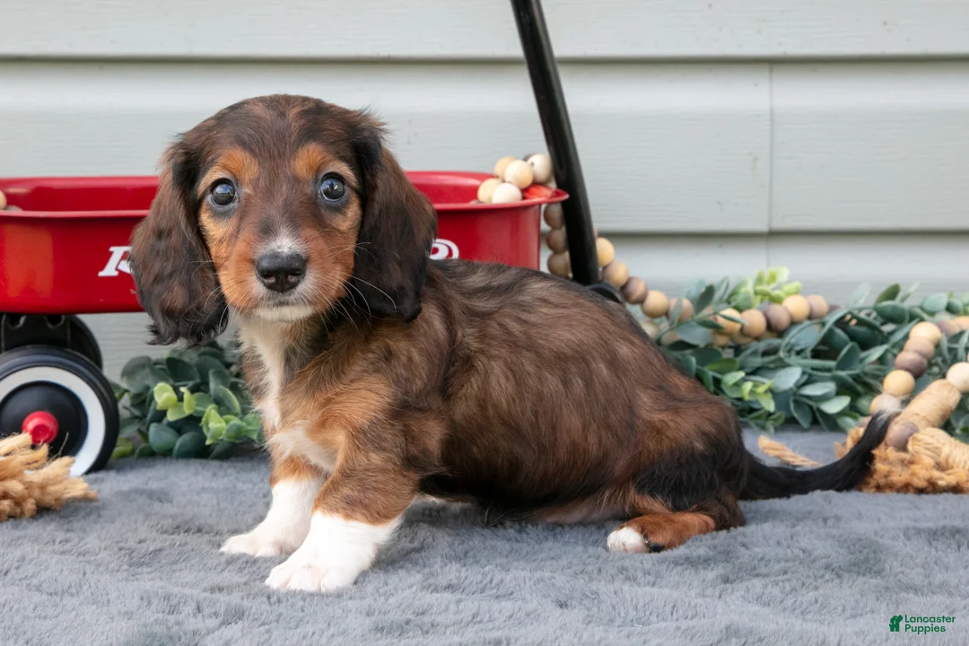 Miniature Dachshund dogs for sale: Mina - Ad 2