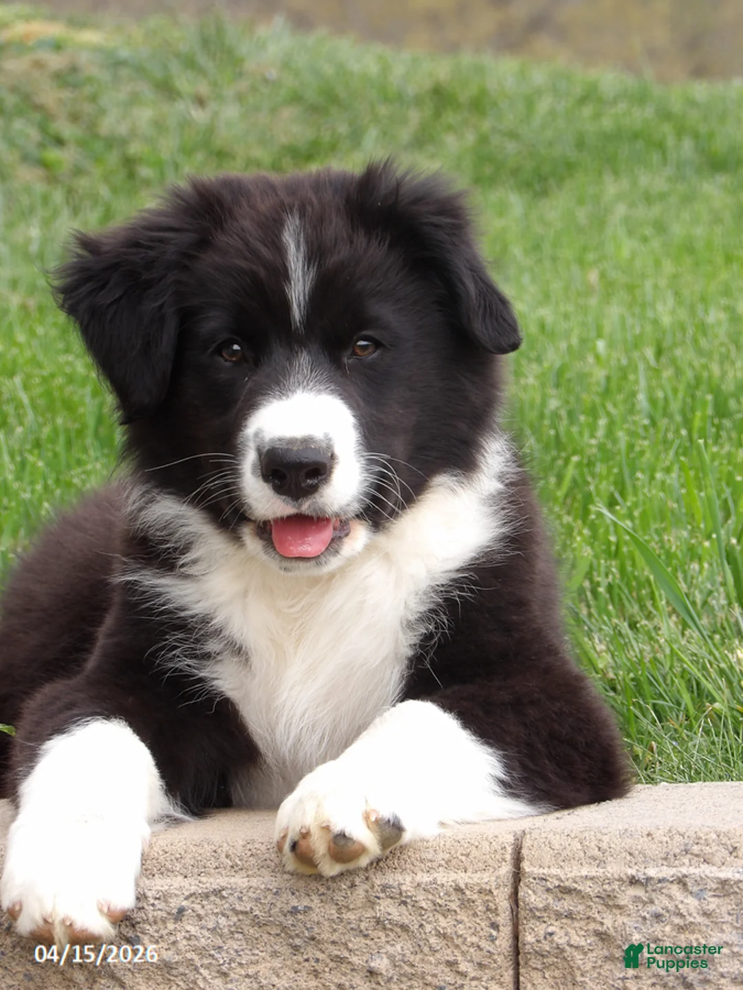 Australian Shepherd dogs for sale: Banjo - Ad 1
