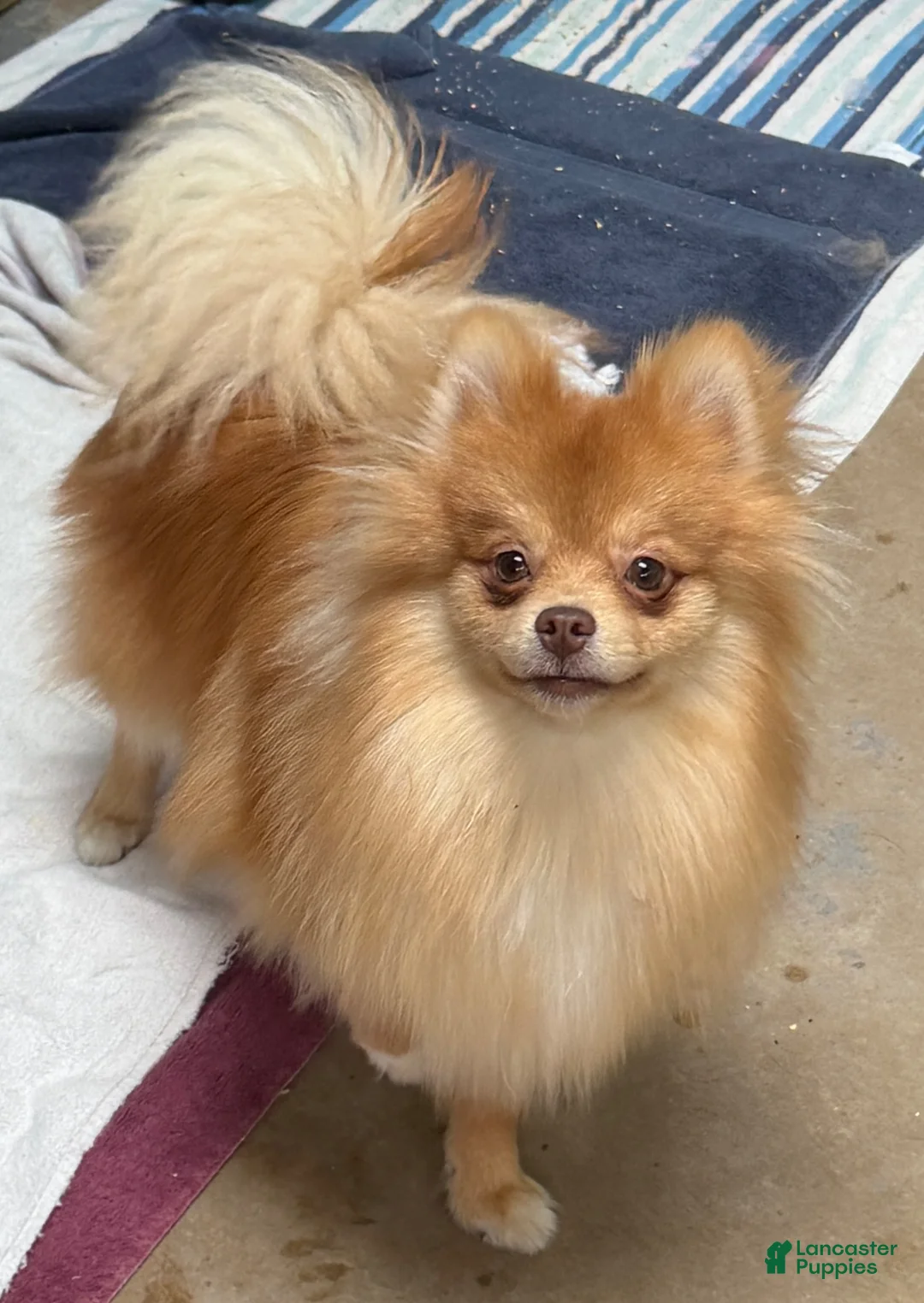 Pomeranian dogs for sale: Red - Ad 2