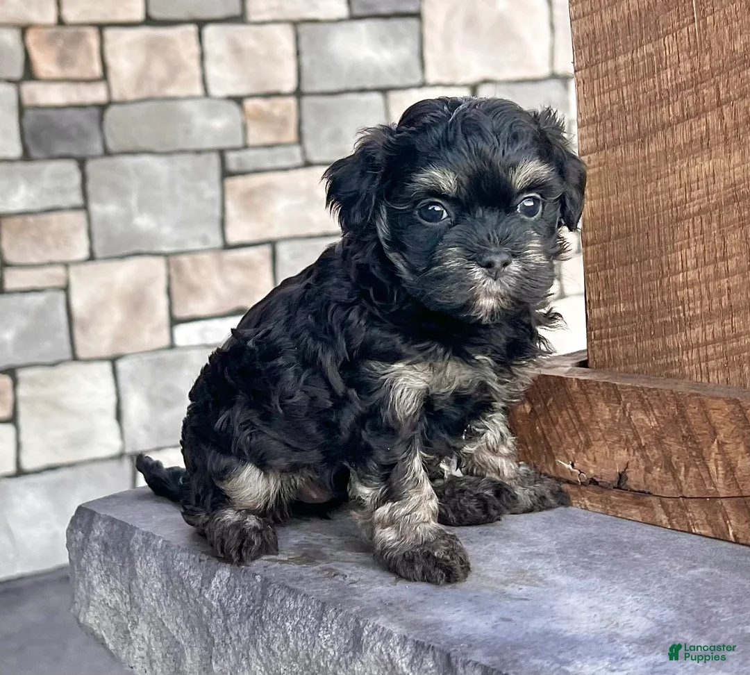 Havanese dogs for sale: Cookie - Ad 2