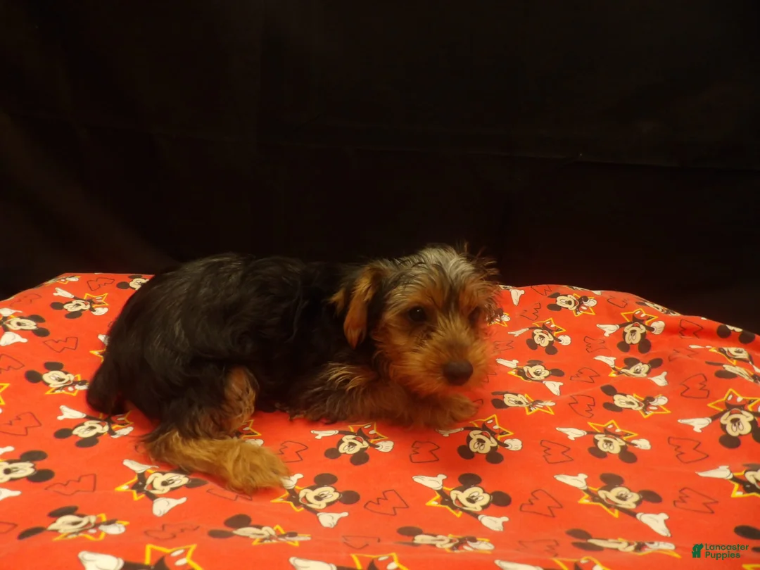Yorkshire Terrier dogs for sale: Stevie - Ad 5