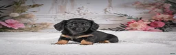 Miniature Dachshund dogs for sale: AKC-Mary - Ad 3
