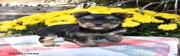 Yorkshire Terrier dogs for sale: Bailey - Ad 1
