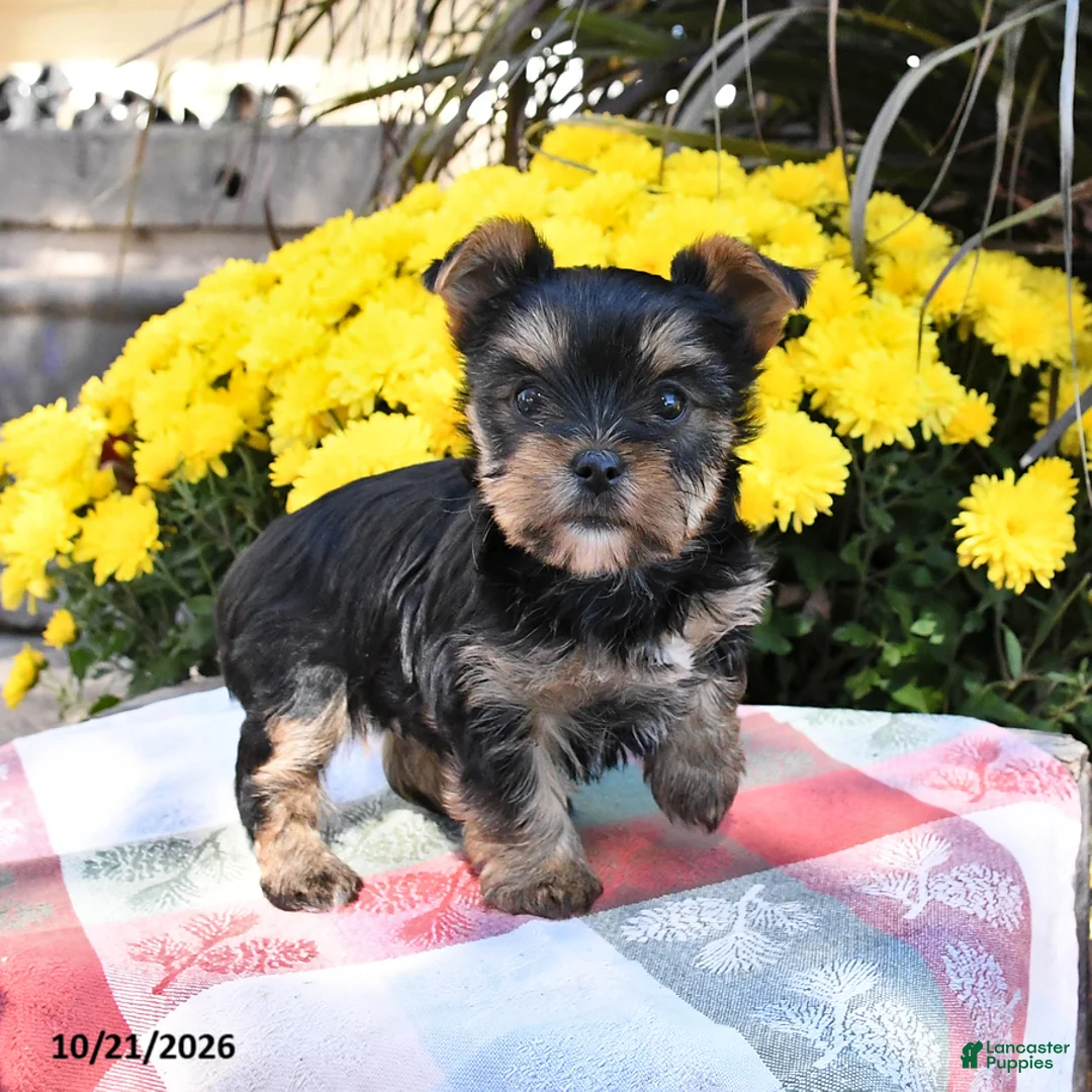 Yorkshire Terrier dogs for sale: Bailey - Ad 1