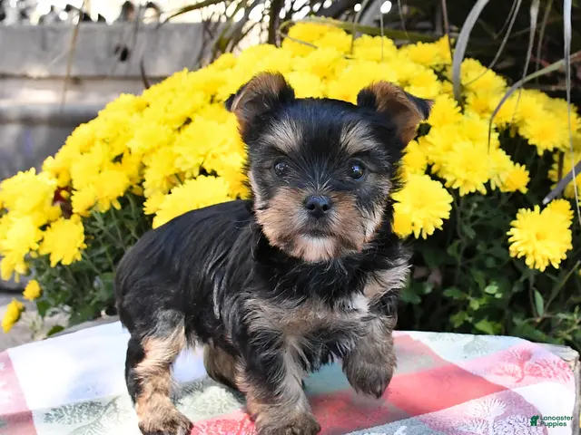 Yorkshire Terrier dogs Bailey - Ad 1