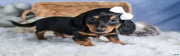 Miniature Dachshund dogs for sale: 🐾 MEET VIKING 🐶❤️ - Ad 10