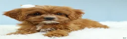Cavapoo dogs for sale: Toffee 🧁 - Ad 12