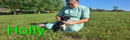 Mixed Breed dogs for sale: Holly - Ad 10
