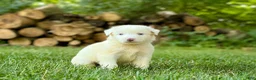 Australian Shepherd dogs for sale: Mark - Ad 3