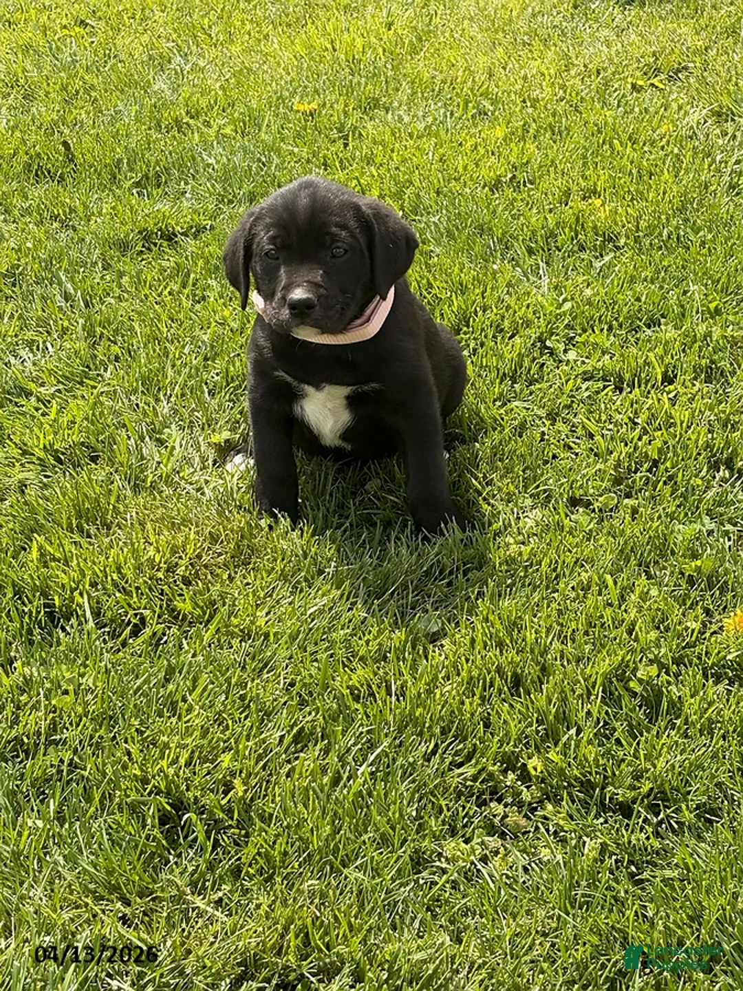 Mixed Breed dogs for sale: Cookie - Ad 1