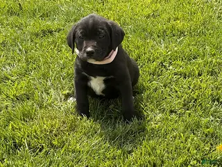 Mixed Breed dogs Cookie - Ad 23