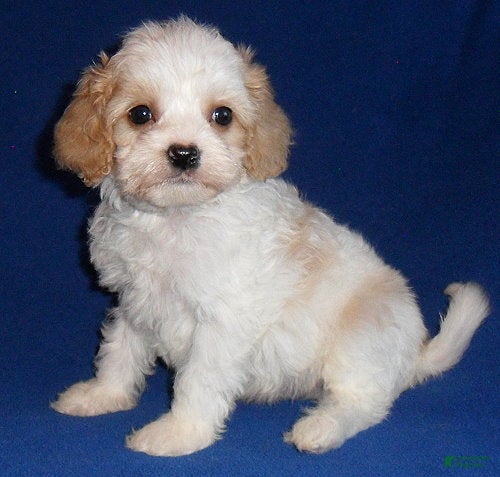 Cockapoo dogs Darby - Ad 1