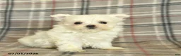 Maltese dogs for sale: Ruby  - Ad 4