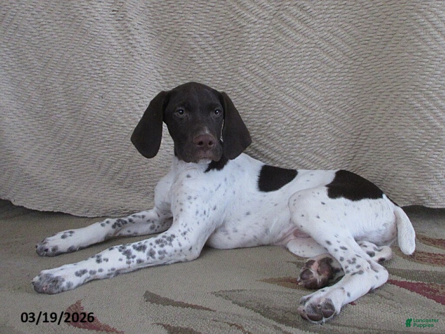 German Shorthaired Pointer dogs Virgil - Ad 2