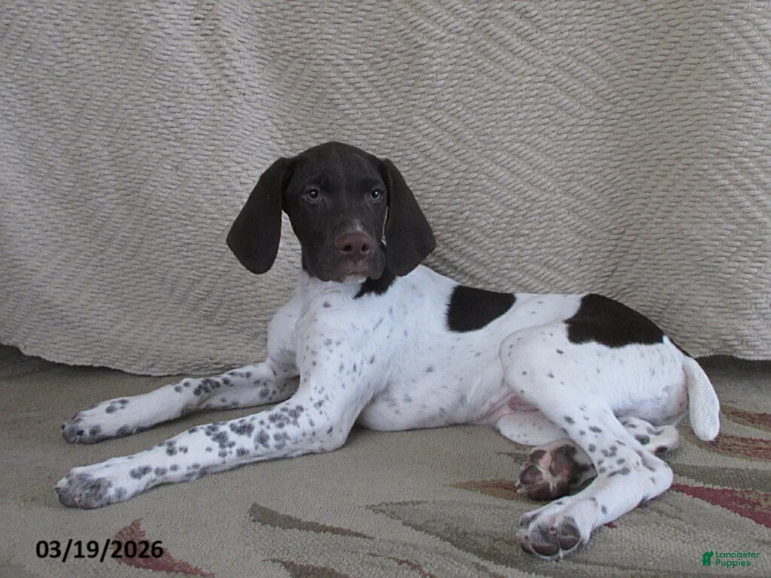 German Shorthaired Pointer dogs for sale: Virgil - Ad 2