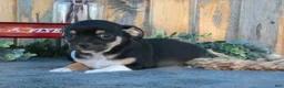 Chihuahua dogs for sale: Hector - Ad 1