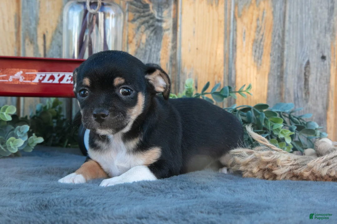 Chihuahua dogs for sale: Hector - Ad 1