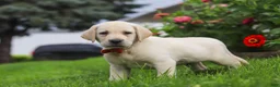 Labrador Retriever dogs for sale: Bobby - Ad 5