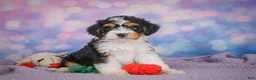 Mini Bernedoodle dogs for sale: Sasha - Ad 7