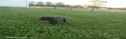 Cane Corso dogs for sale: Axle - Ad 3