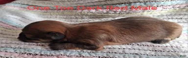 One White Toe Stunning AKC Dark Red Male