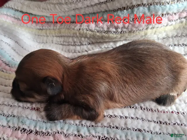 Havanese dogs for sale: One White Toe Stunning AKC Dark Red Male - Ad 9