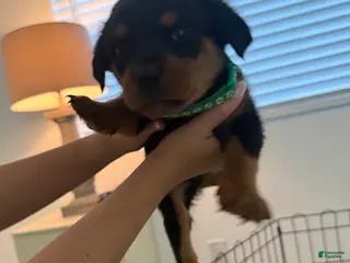 Rottweiler dogs Rottweiler green - Ad 7