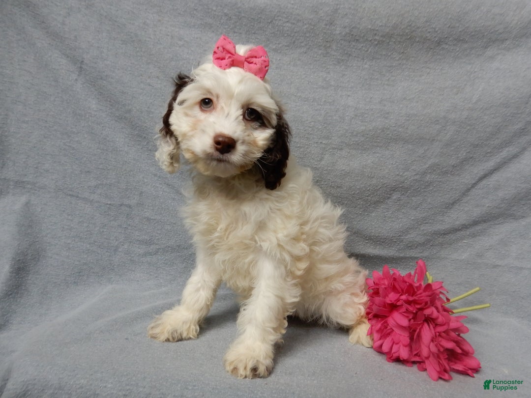 Cockapoo dogs for sale: Angel - Ad 5