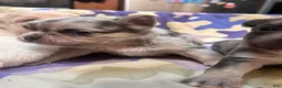 French Bulldog dogs for sale: Ice - Ad 15