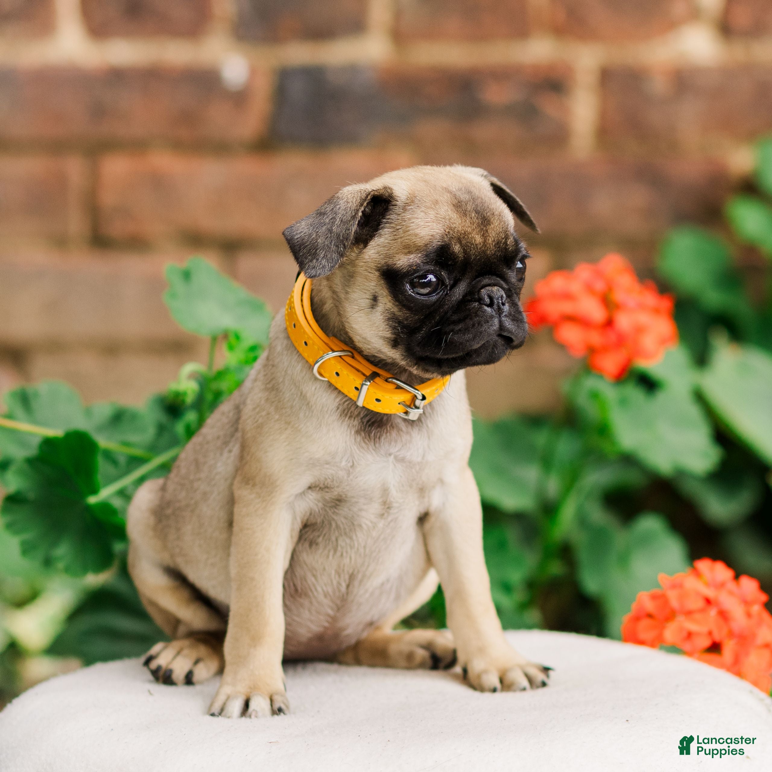 Pug dogs Sophie  - Ad 2