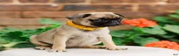 Pug dogs for sale: Sophie  - Ad 2