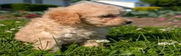 Toy Poodle dogs for sale: Butter Cream - Ad 6