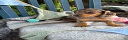 Miniature Dachshund dogs for sale: Theodora - Ad 3