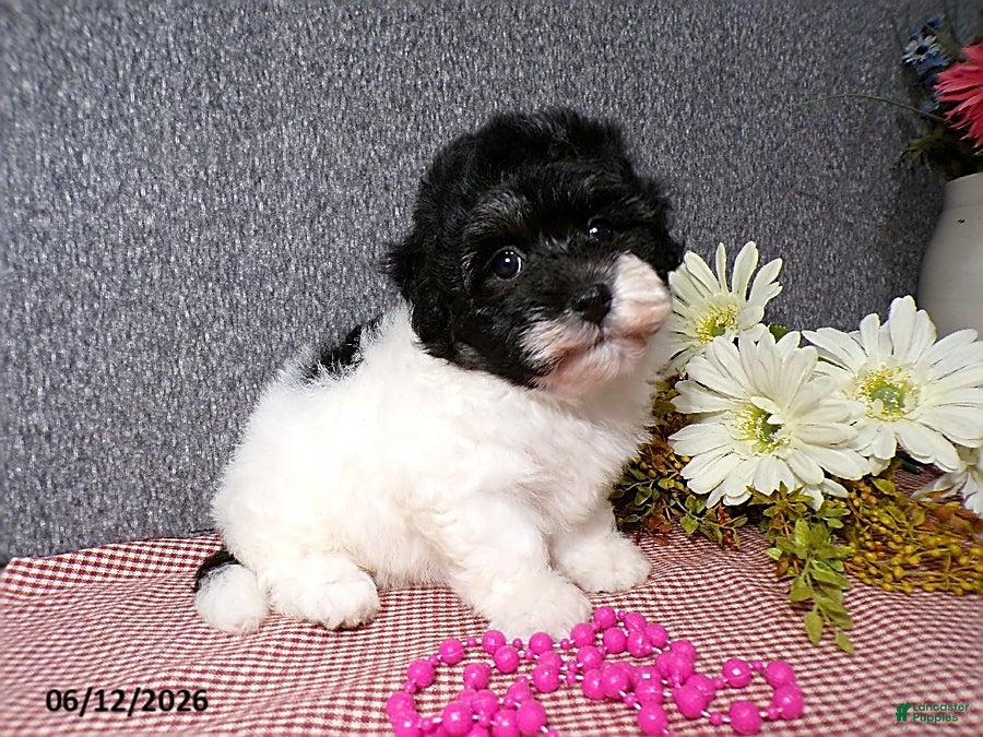 Havanese dogs Sugar - Ad 2