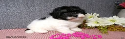 Havanese dogs for sale: Sugar - Ad 2