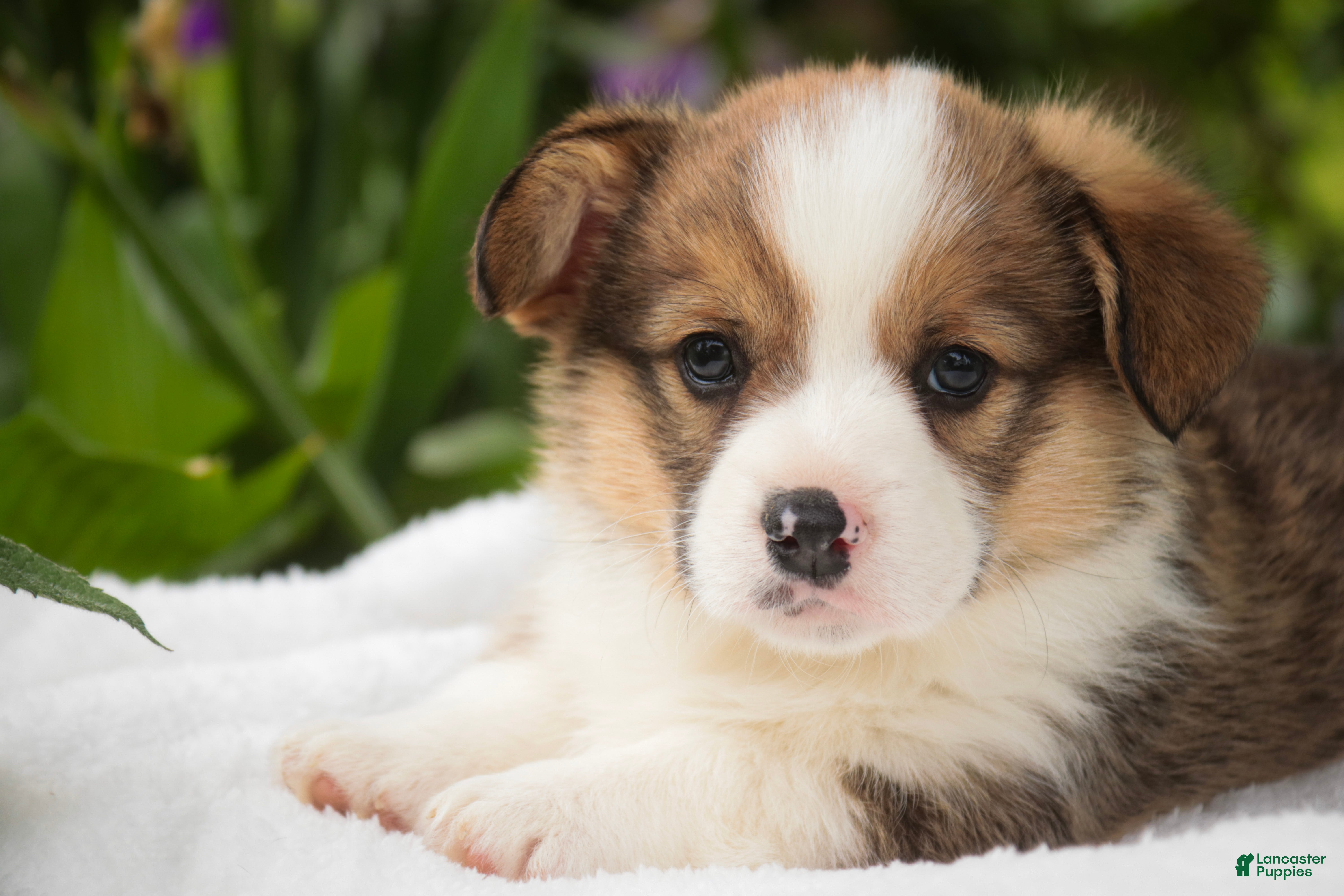 Welsh Corgi Pembroke dogs Buzz - Ad 1