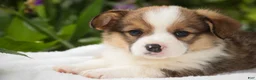 Welsh Corgi Pembroke dogs for sale: Buzz - Ad 1