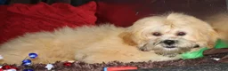 Shihpoo dogs for sale: Luke - Ad 6