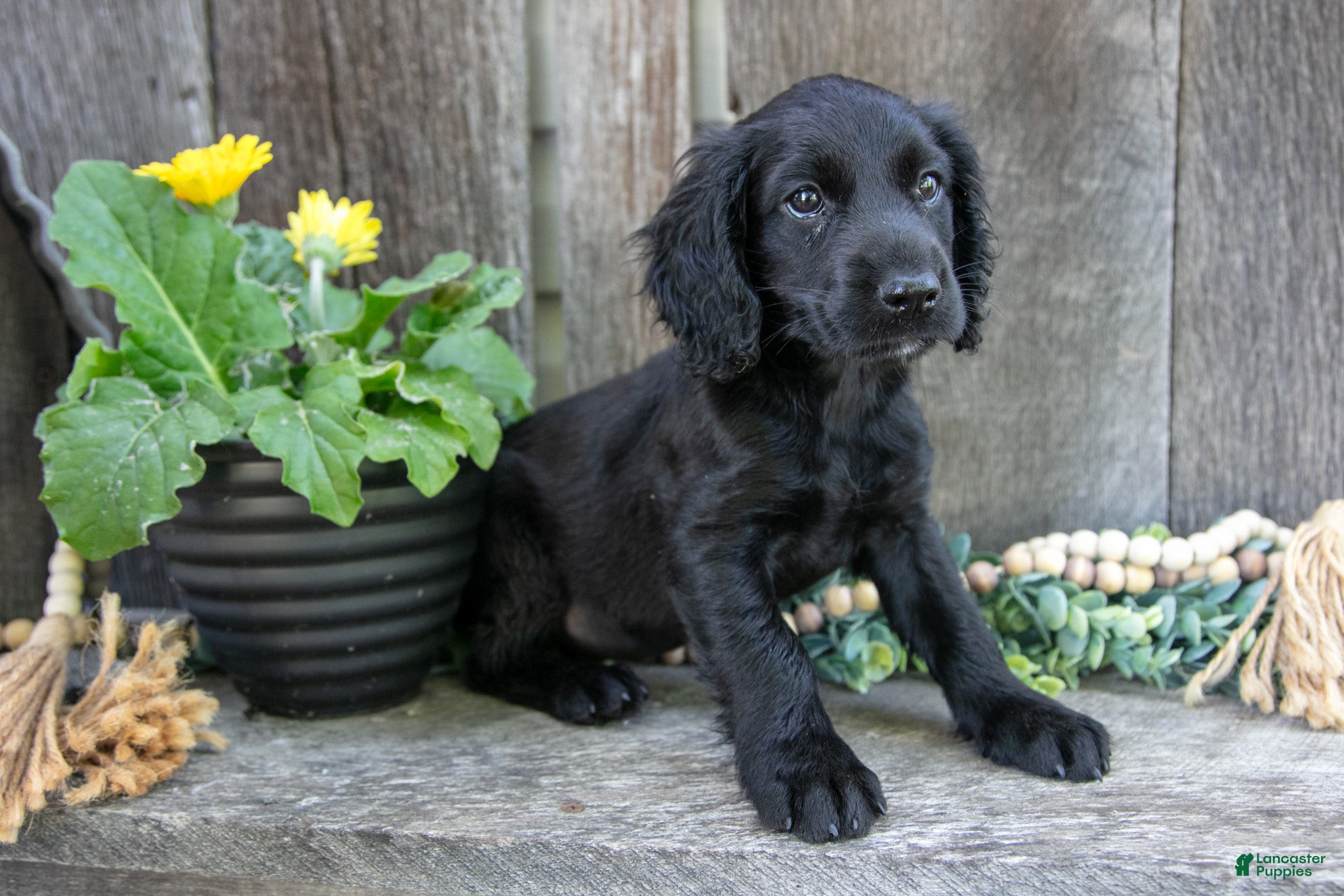 English Cocker Spaniel dogs Sparkle - Ad 2