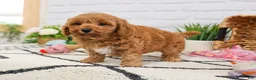 Cavapoo dogs for sale: Frappe  - Ad 2
