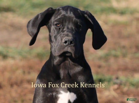 Great Dane dogs Great Dane Puppy 1 - Ad 14
