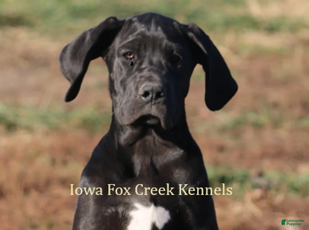 Great Dane dogs for sale: Great Dane Puppy 1 - Ad 1