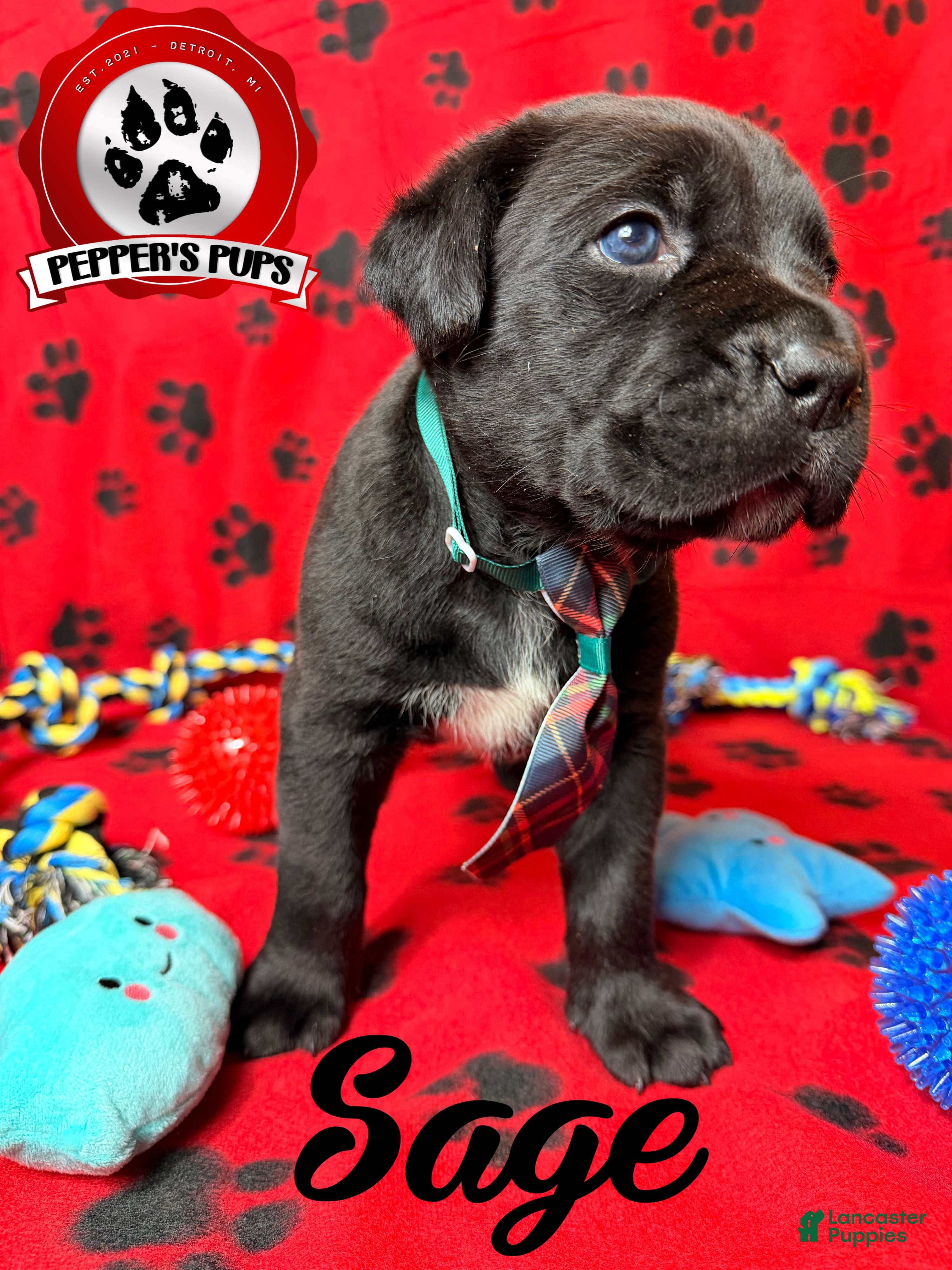 Cane Corso dogs Sage  - Ad 1