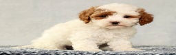 Cavapoo dogs for sale: Vicky - Ad 4