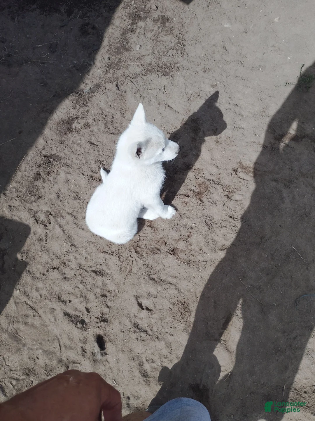 Alaskan Husky dogs for sale: Alaskan Husky 6 - Ad 1