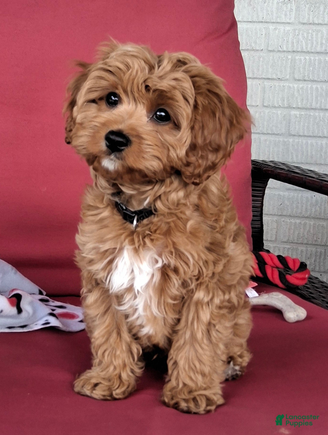 Cavapoo dogs Hank - Ad 1