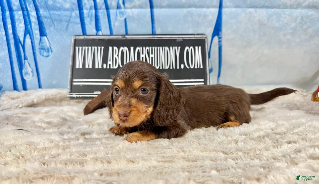 Dachshund dogs for sale: Uno chocolate import - Ad 5
