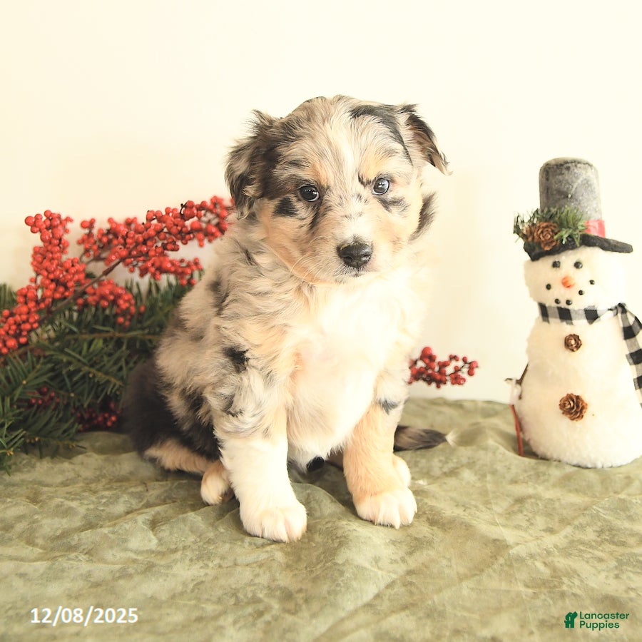 Miniature Australian Shepherd dogs Tracy - Ad 24