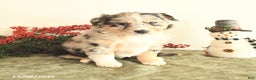 Miniature Australian Shepherd dogs for sale: Tracy - Ad 1